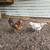 Hens 4 thumbnail