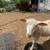 Sheep 6 thumbnail