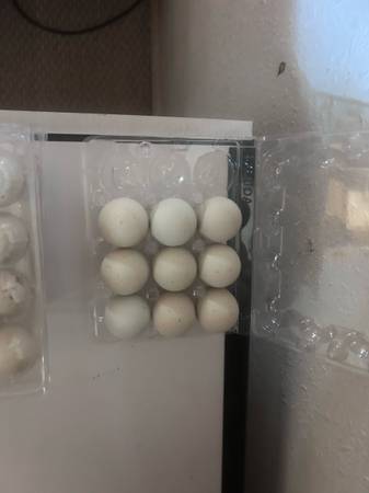 Fertile Eggs - Quail & Chukar - $8 (Medford)62971056503553122