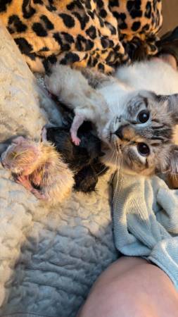 Kittens63927795614595120