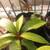 Mango tree for sale Kent Organic 7 thumbnail