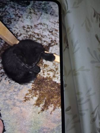 Abandoned black kitten 4 weeks (Nanakuli)63825497959425121