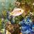 Free female rainbowfish 6 thumbnail