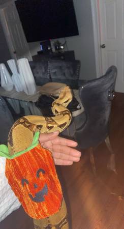 Boa Constrictor with enclosure (Brockton)5836192429801574418