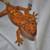 Male Crested Gecko 5 thumbnail