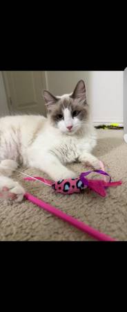 ragdoll kitten rehoming (mountain view)