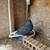 Pigeons 1 thumbnail