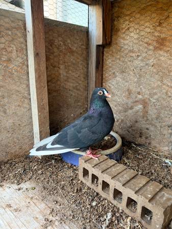 Pigeons 1