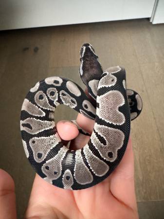 VPI Ball Python (Bolingbrook)63848345965827120