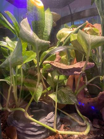 Rehoming Crested Gecko Everything Included (Tigard)63916333562371121