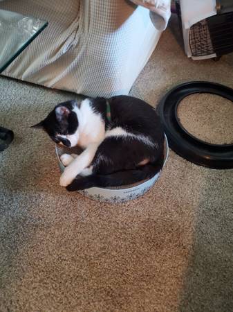 Missing mr.diamond (Lakewood)63911603574274120