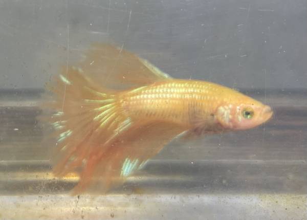 Gold Dragon Betta Fish 1