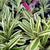 BROMELIADS, various types sizes and colors 16 thumbnail