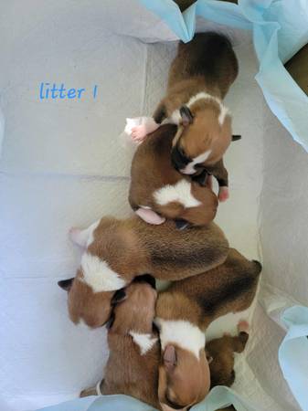 Pembroke welsh corgis (Oakland)63890025845763122