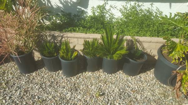 Saga's and Elephant Ears for sale 1