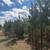 Forestry Mulching – Land Clearing 4 thumbnail