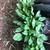 Different plants and ground cover for sale 2 thumbnail