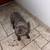 Rehoming frenchie 1 thumbnail