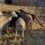 Wether sheep 4 thumbnail