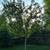 Yellow transparent apple tree 11 thumbnail