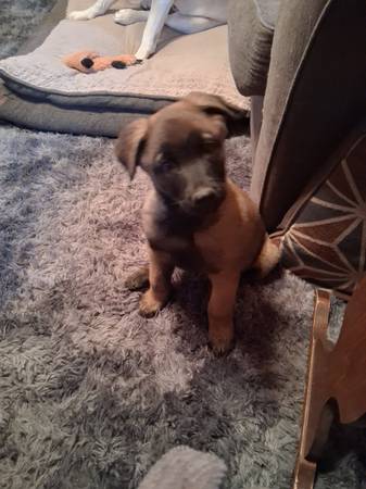 Belgian Malinois pup 1