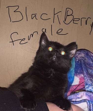 3 cats to rehome (Vancouver)63916334342914121