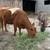 Mid size cow 2 thumbnail