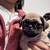 Pug puppies dogs 6 thumbnail