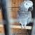 Female African Grey 5 thumbnail