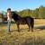 Gentle Miniature Pony 4 thumbnail