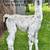 llama and cria 6 thumbnail