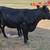 Dexter Heifer 3 thumbnail