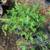 Citronella Mosquito Repellent Rooted Live Plant 4 thumbnail