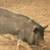 Pigs for sale 4 thumbnail