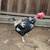 5 roosters 3 thumbnail