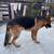 German shepherd 2 thumbnail