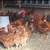 Chicken /hen 1 thumbnail