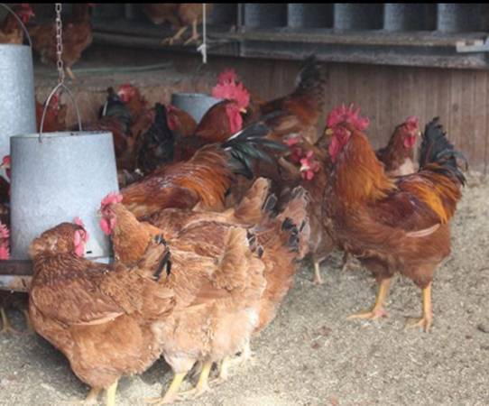 Chicken /hen 1