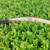 Recurve bow traditional style for decor or sport 4 thumbnail
