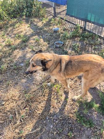 Found german shepard 1