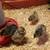 Baby Chicks 4 thumbnail