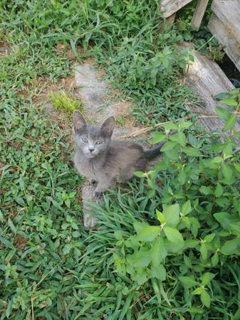 Gatito macho para buen hogar63619037504899121
