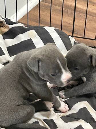 Blue Pits 1