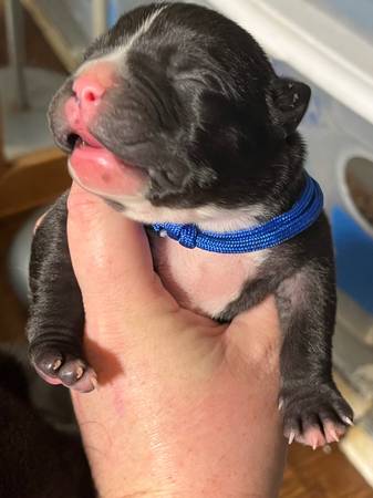 Cane corso pups for rehoming (Sw okc)63681506201091124