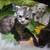 Rehoming Polydactyl Maine Coon Kitten 6 thumbnail
