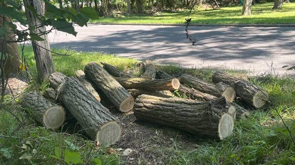 Free tree trunk 1