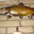 Mounted salmon 2 thumbnail