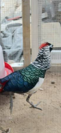 lady pheasant 1