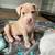 AMERICAN BULLY PUPPIES 12 thumbnail