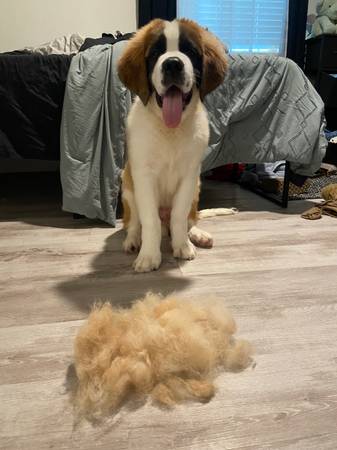 Lost puppy, please return if found 1